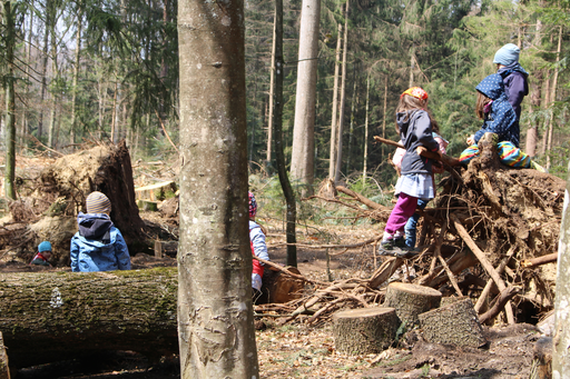 Den Wald entdecken